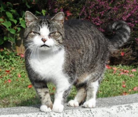 minou