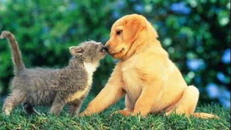 calin