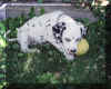 dalmatien