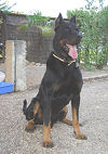 chien chien