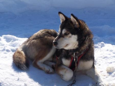 husky