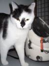 chat