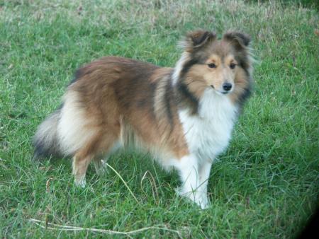 petit chien